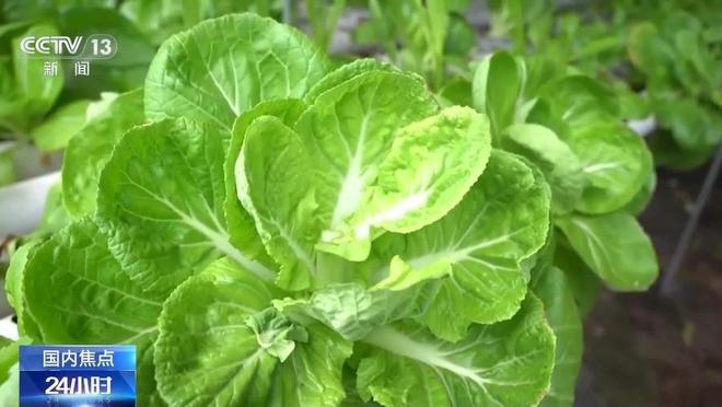 这里的小白菜、生菜一年可采收15茬不断档!